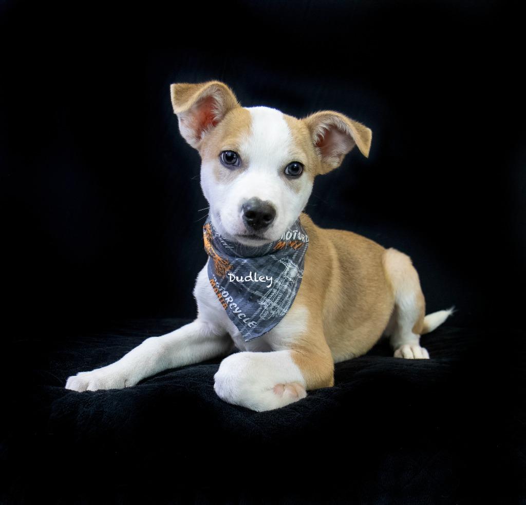 Dudley, a Adoptable mixed breed in Hot Springs Village, AR image 2/5