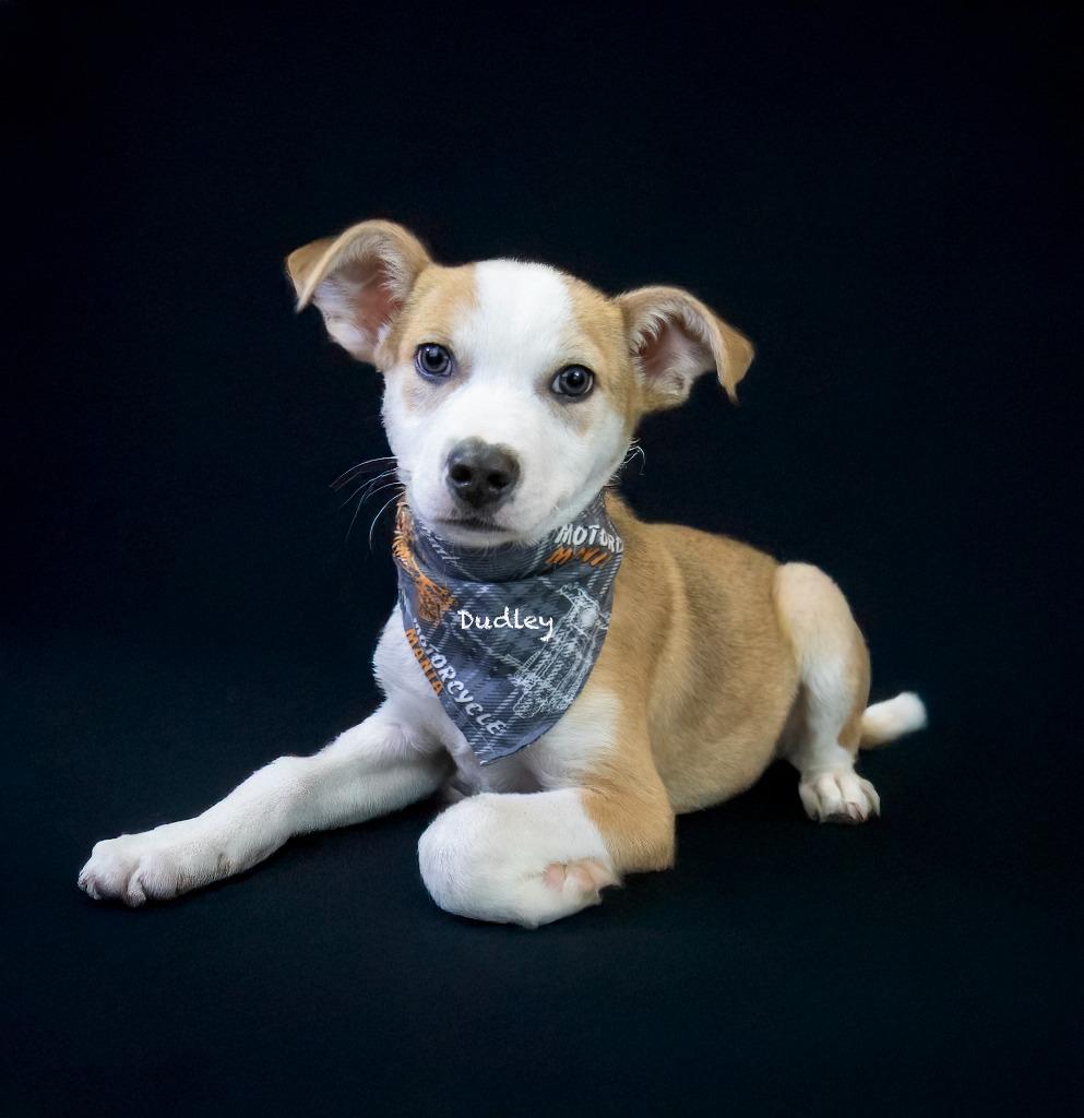 Dudley, a Adoptable mixed breed in Hot Springs Village, AR image 3/5