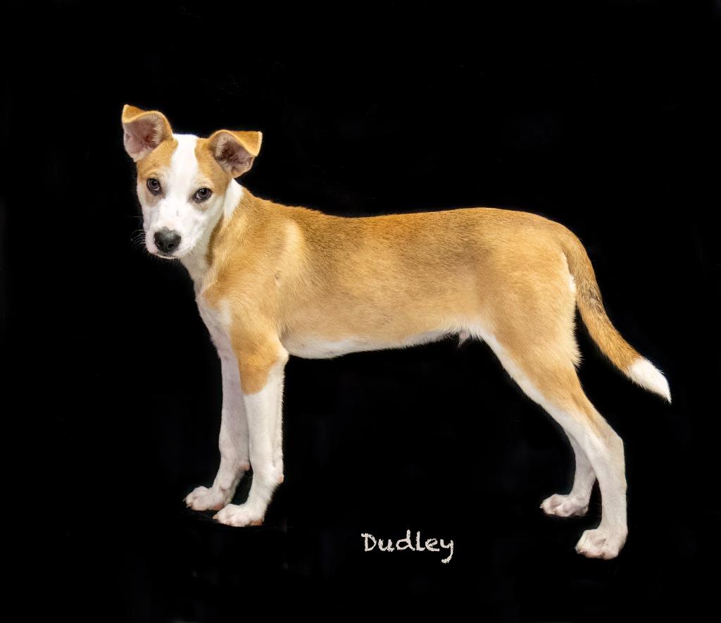 Dudley, a Adoptable mixed breed in Hot Springs Village, AR image 4/5