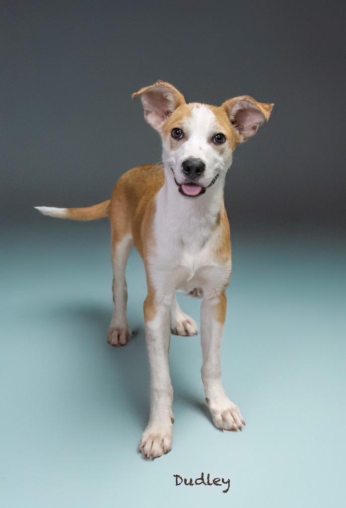 Dudley, a Adoptable mixed breed in Hot Springs Village, AR image 5/5