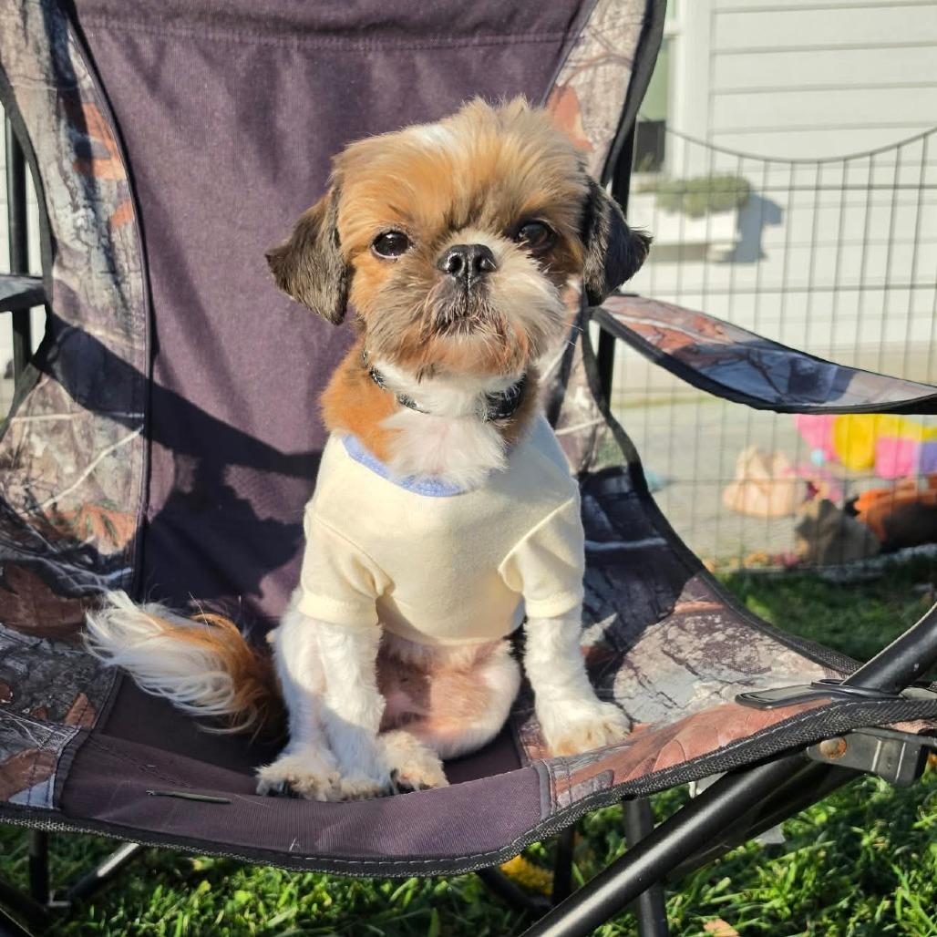 Sir Buttons, Adoptable, Adult Male Shih Tzu & Mixed Breed.
