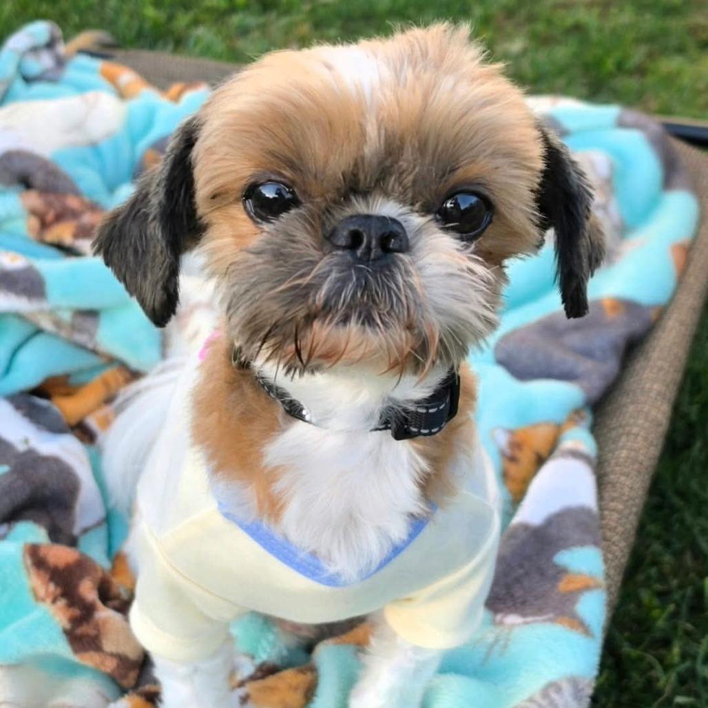 Enlarge Sir Buttons, a Adoptable mixed breed in Alma, WI image 3/6