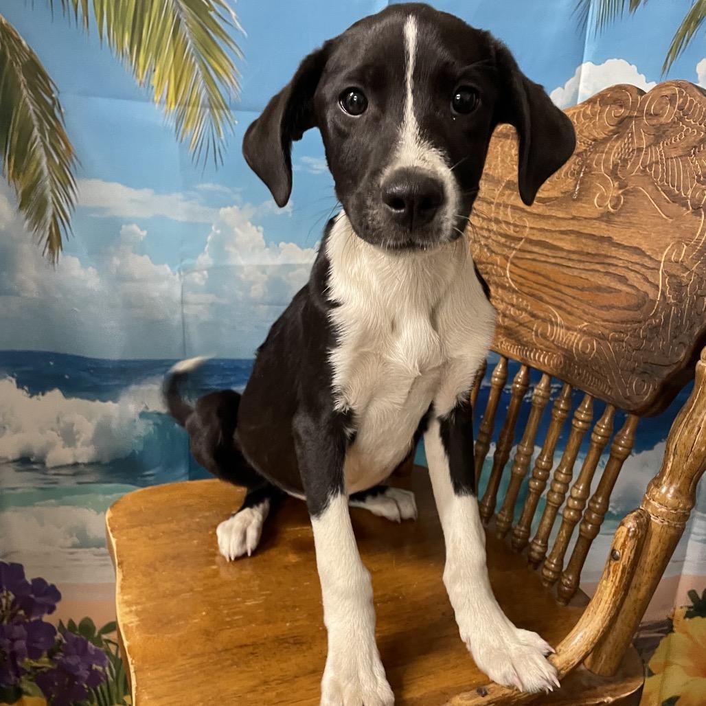 Chuck, Adoptable, Puppy Male Border Collie & Labrador Retriever.
