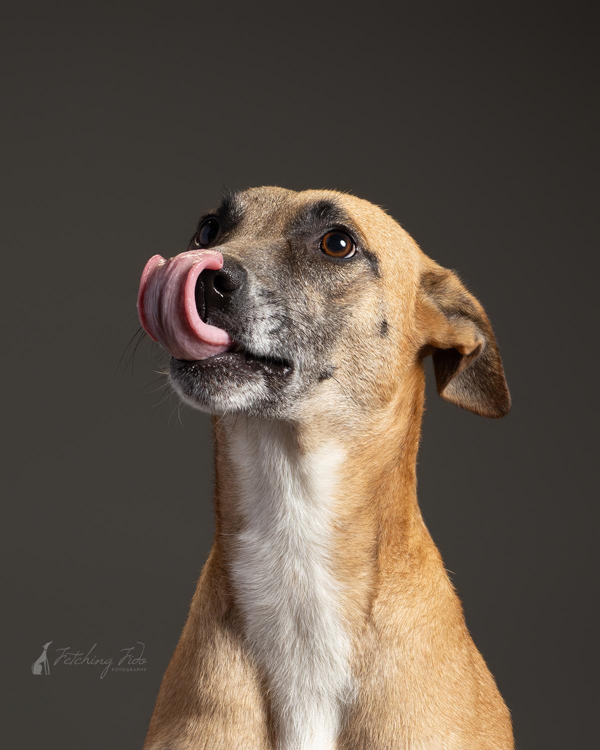 Yogurt, a Adoptable mixed breed in Darien, IL image 5/6