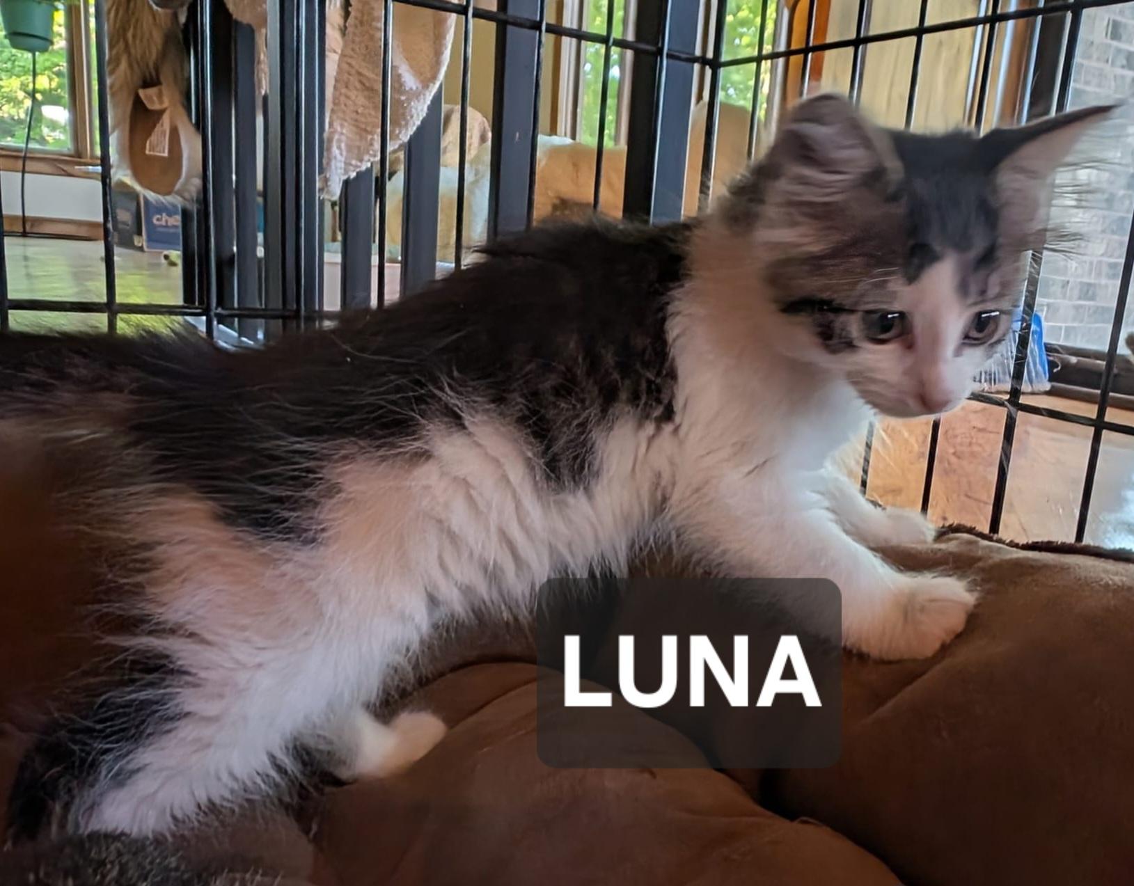 Enlarge Luna, a ADOPTABLE Domestic Medium Hair in Windom, MN image 1/1