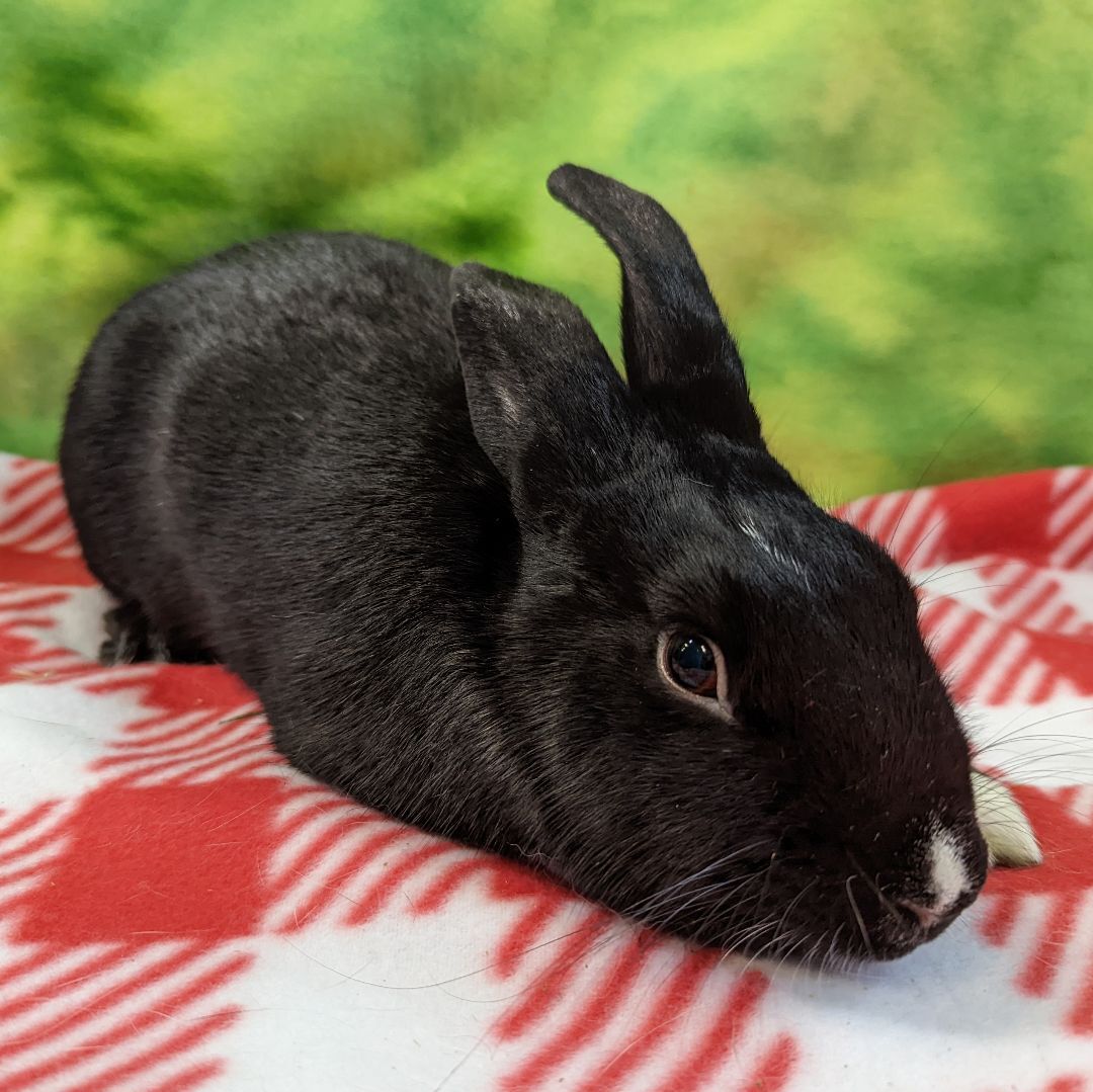 Enlarge R.J. (Rascal Jr), a Adoptable mixed breed in Erie, PA image 1/12