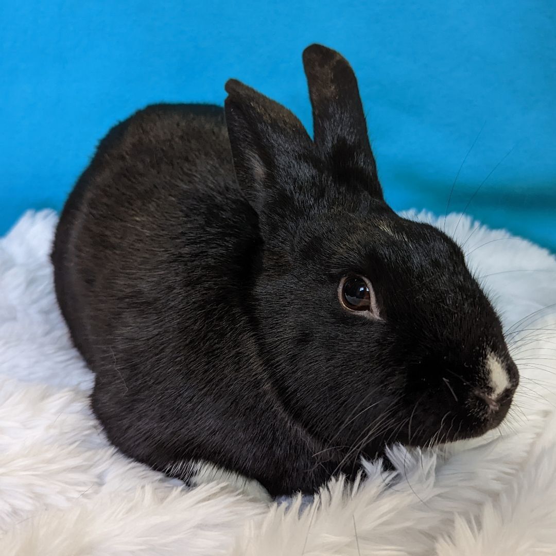 Enlarge R.J. (Rascal Jr), a Adoptable mixed breed in Erie, PA image 2/12