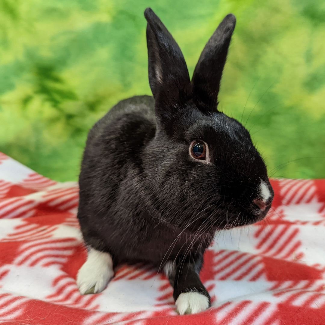 Enlarge R.J. (Rascal Jr), a Adoptable mixed breed in Erie, PA image 3/12