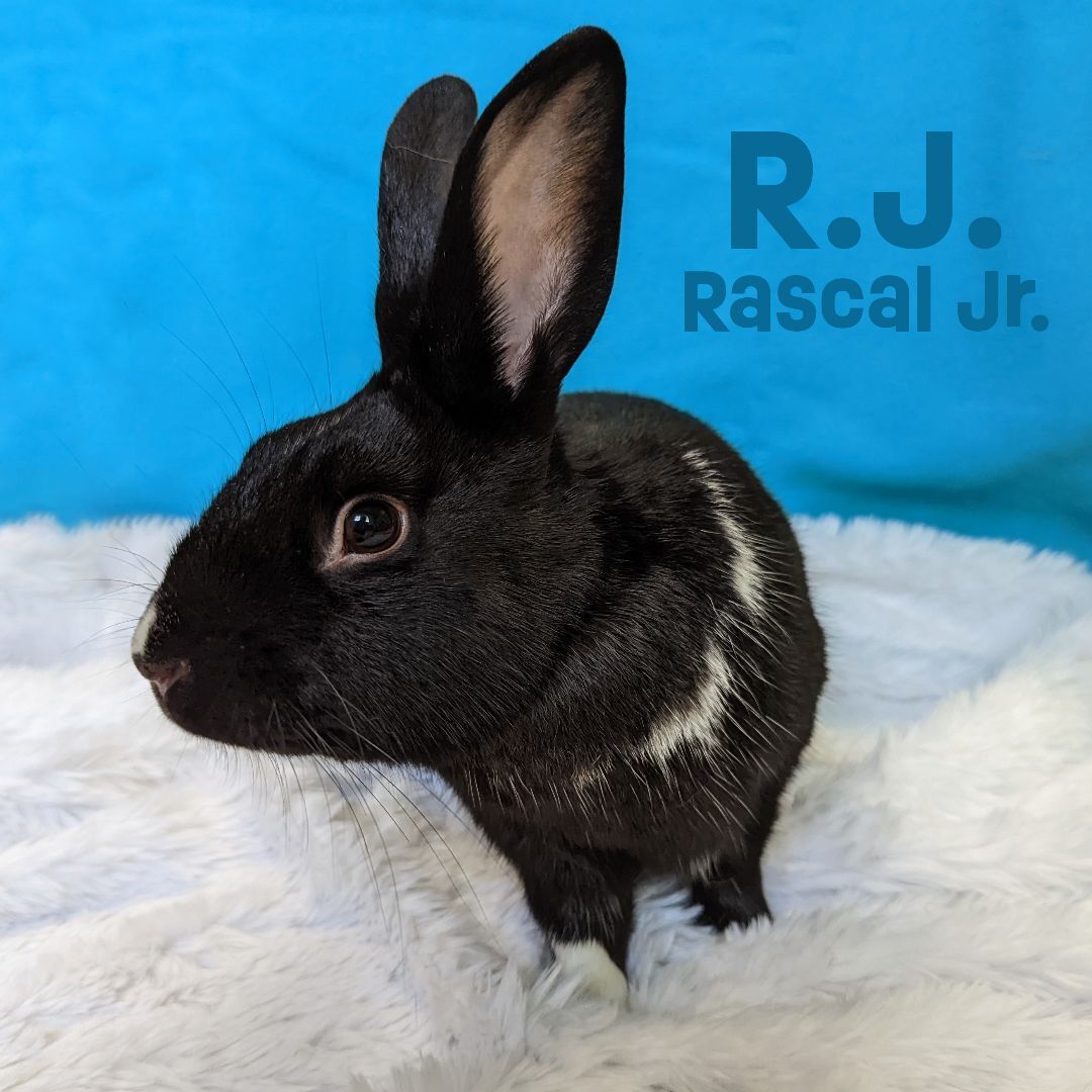 R.J. (Rascal Jr) photo 2