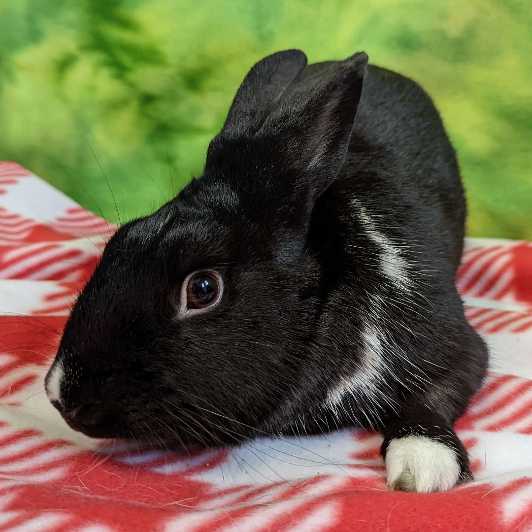 R.J. (Rascal Jr) photo 4