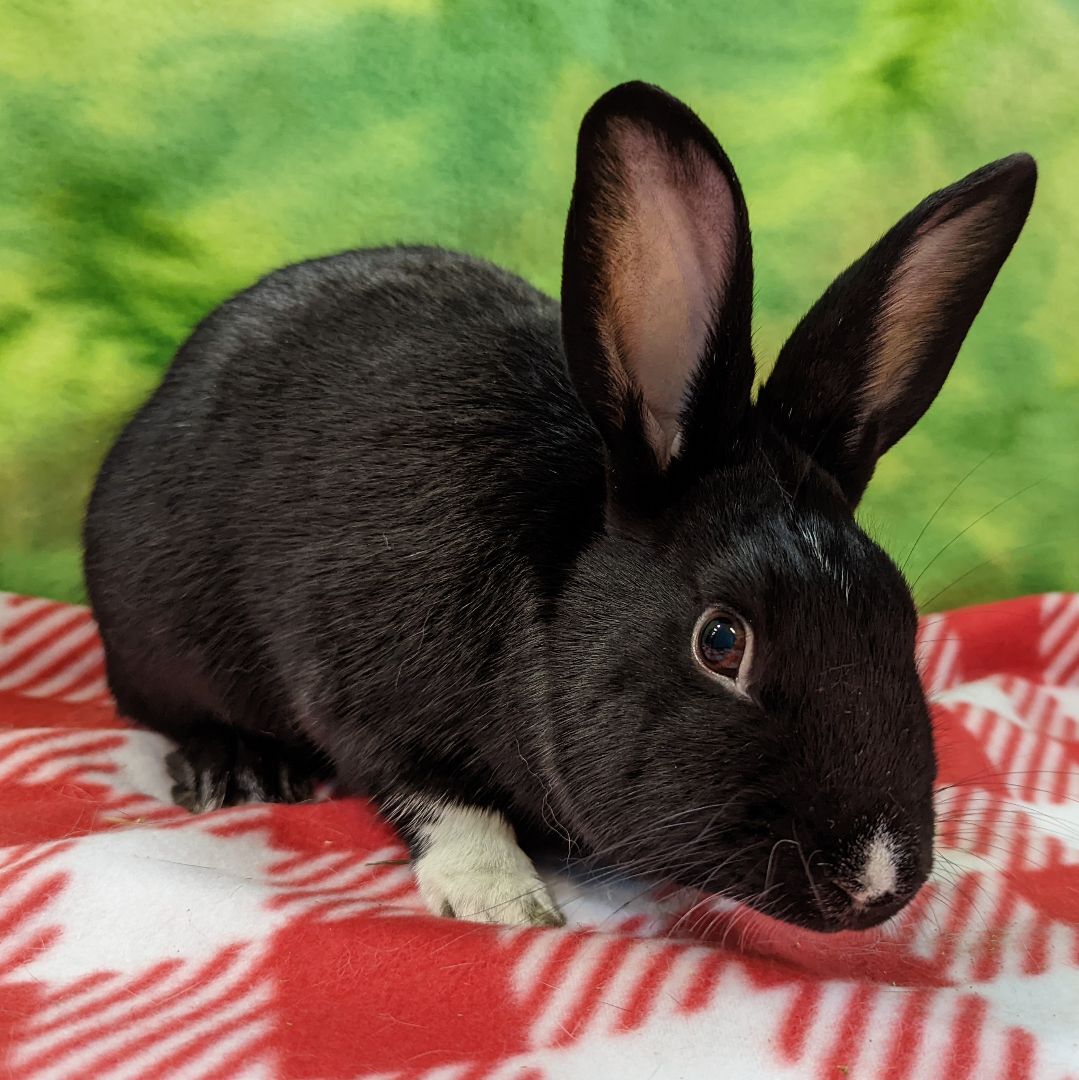 R.J. (Rascal Jr), Adult Male unknown