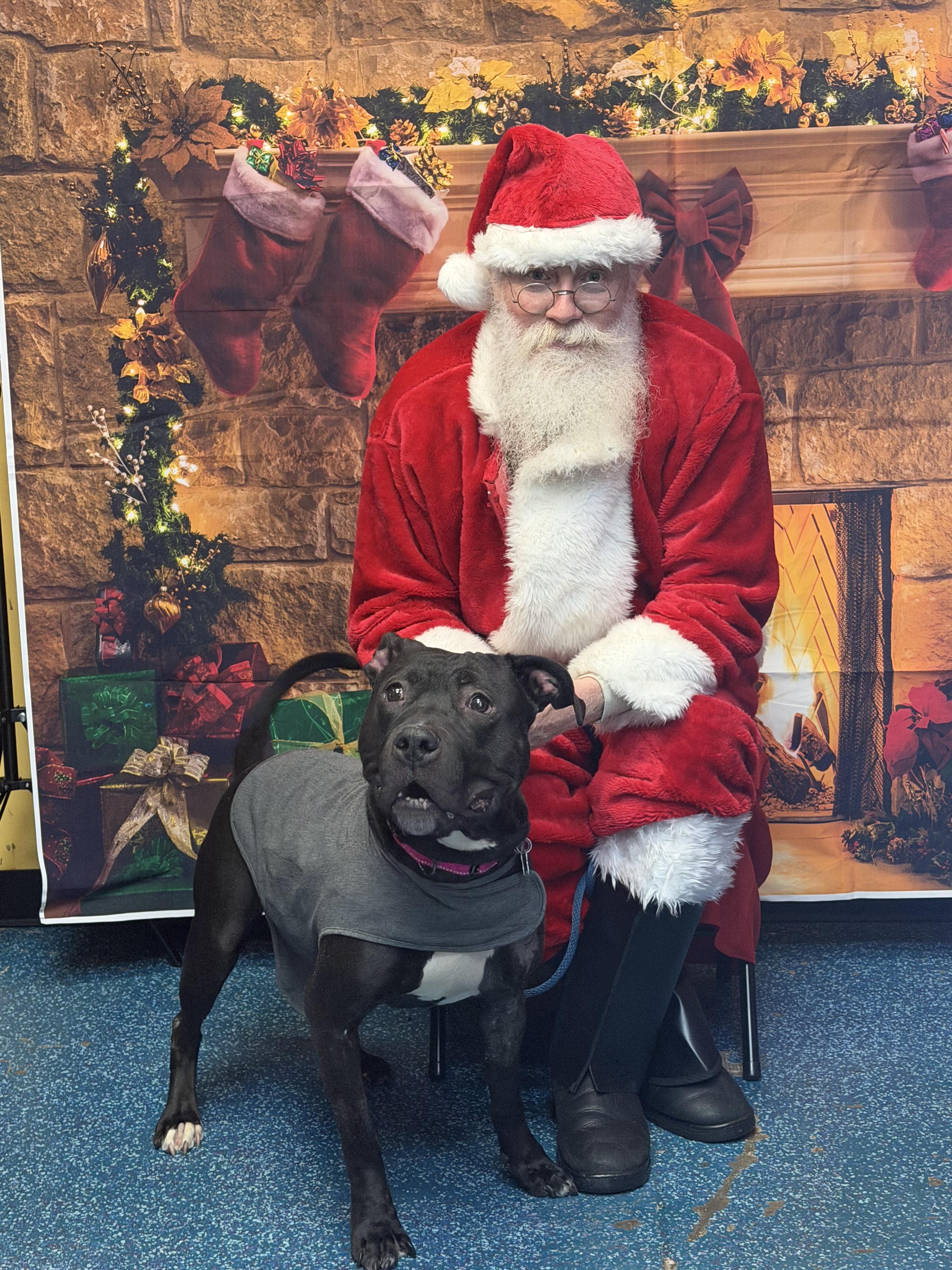 Enlarge Daisey, an adopted mixed breed in Westminster, MD image 5/5