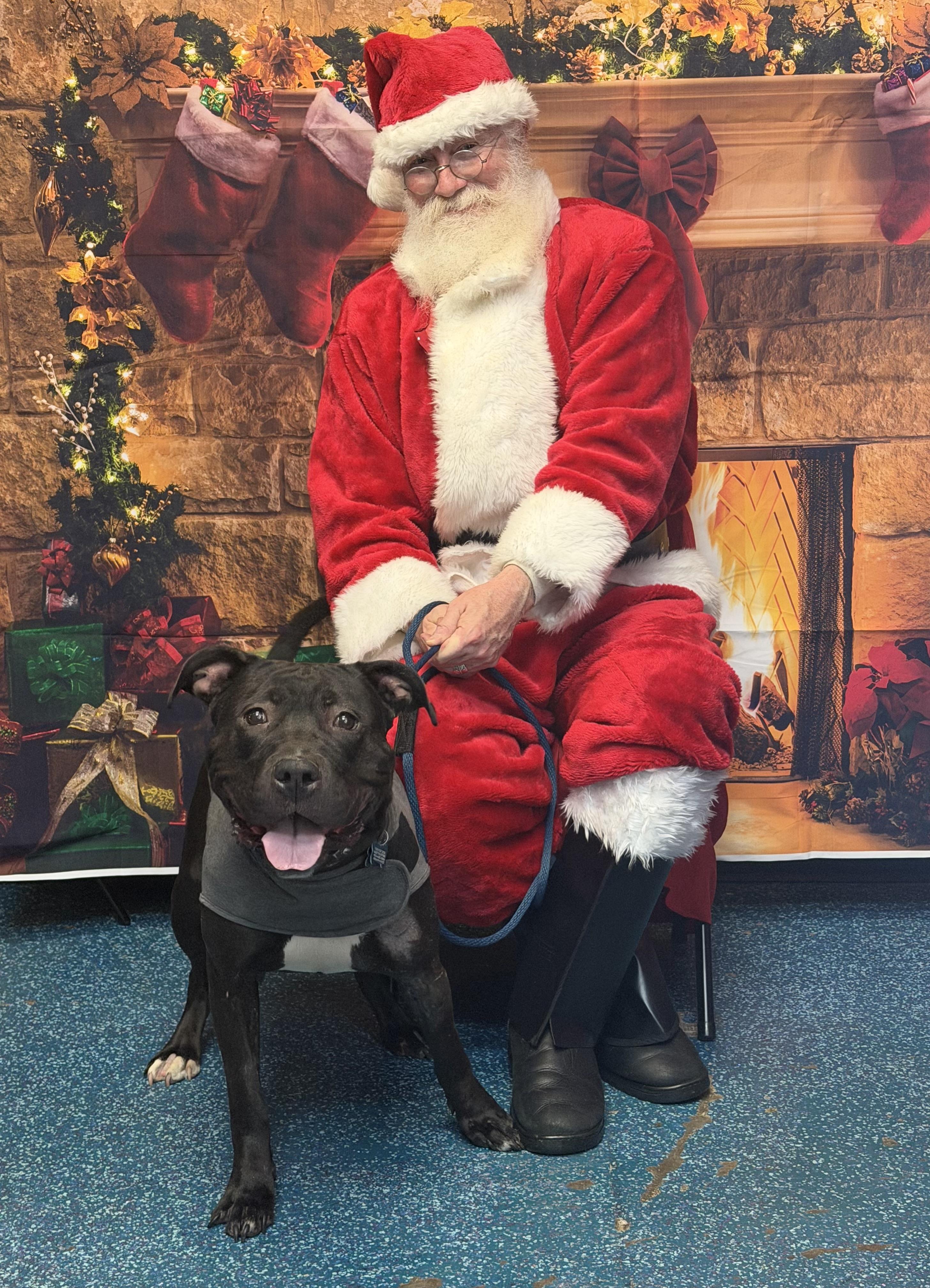 Enlarge Daisey, an adopted mixed breed in Westminster, MD image 4/5