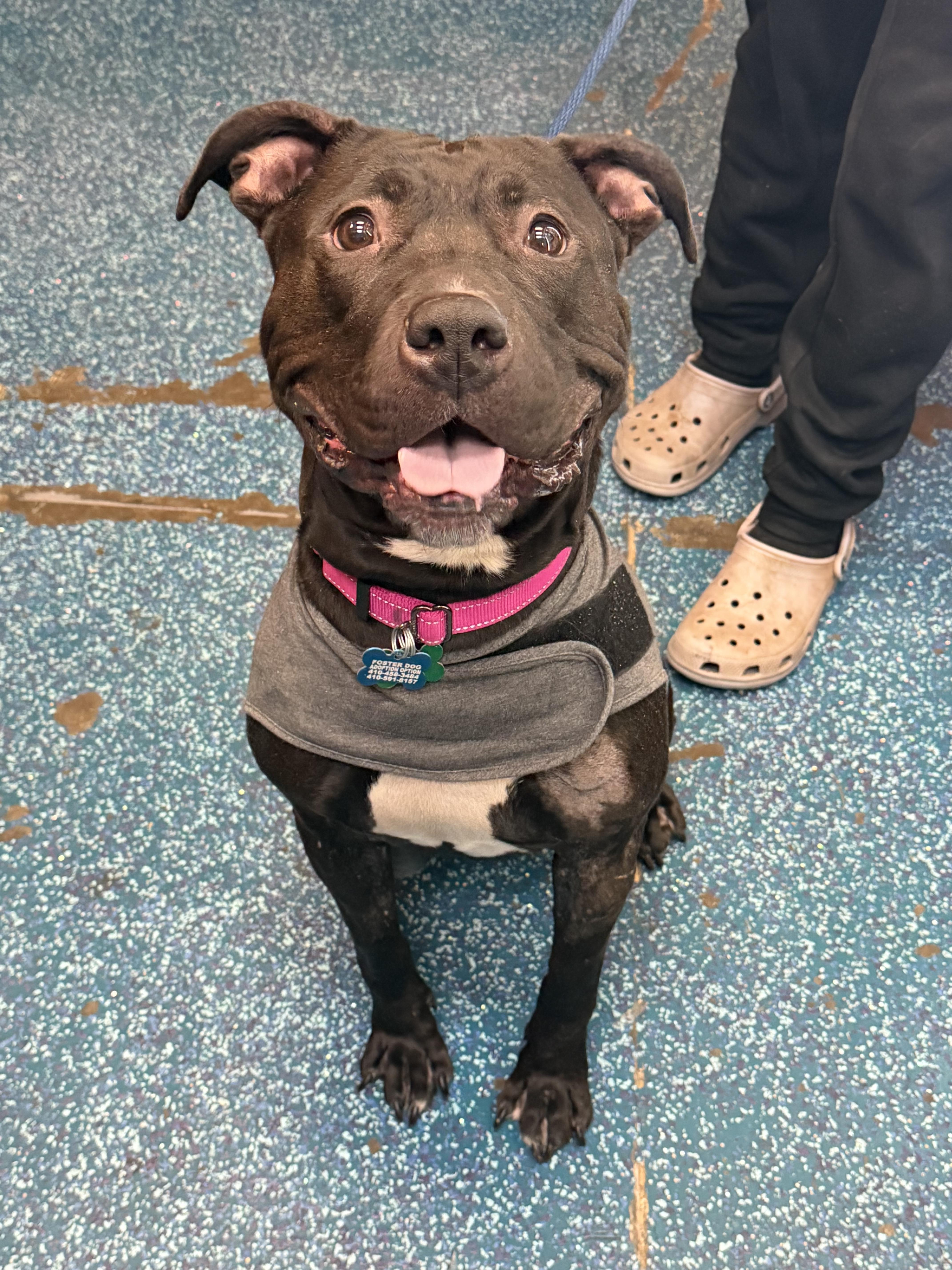Daisey, adopted, Young Female American Bully.