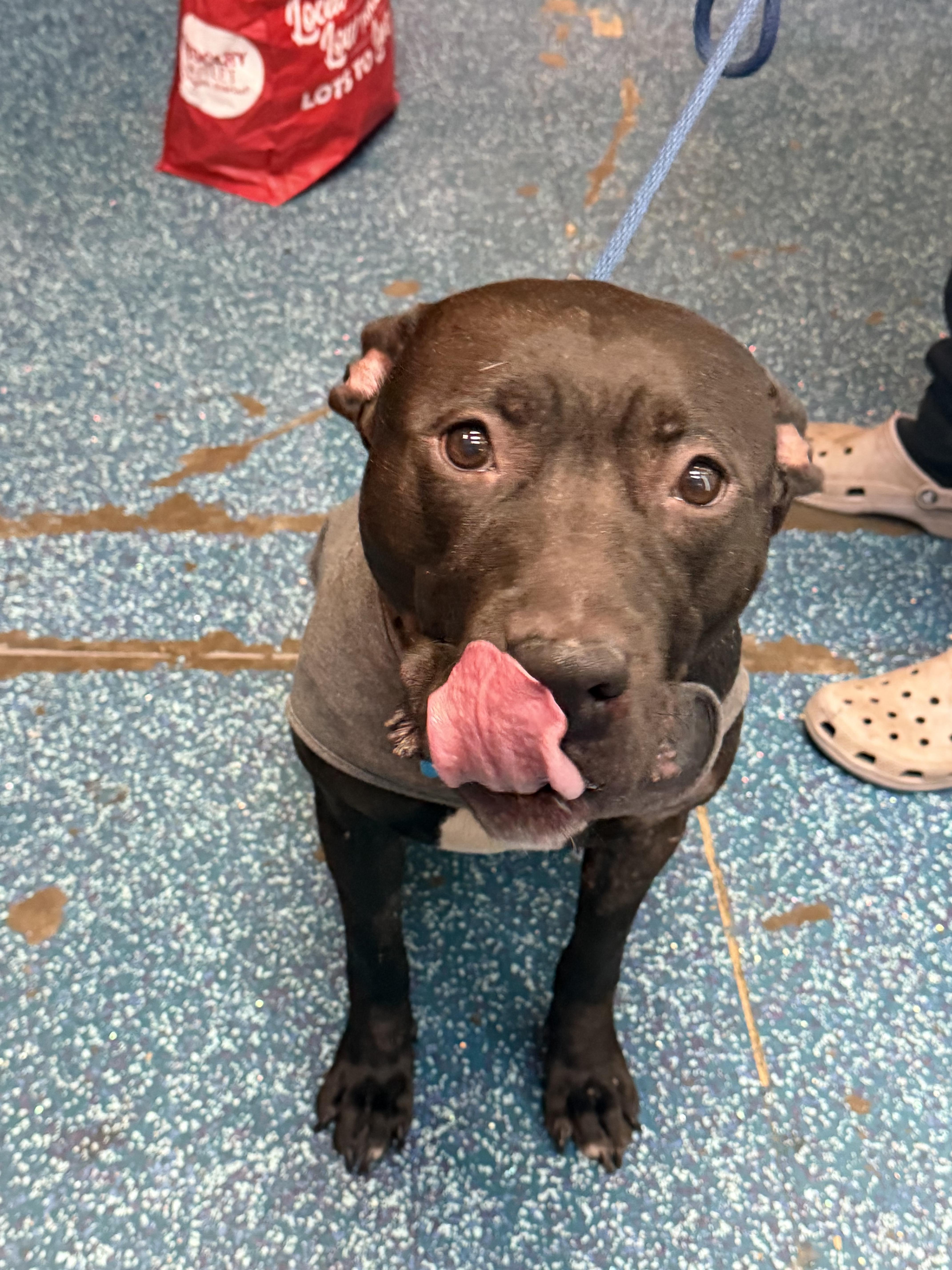 Enlarge Daisey, an adopted mixed breed in Westminster, MD image 3/5