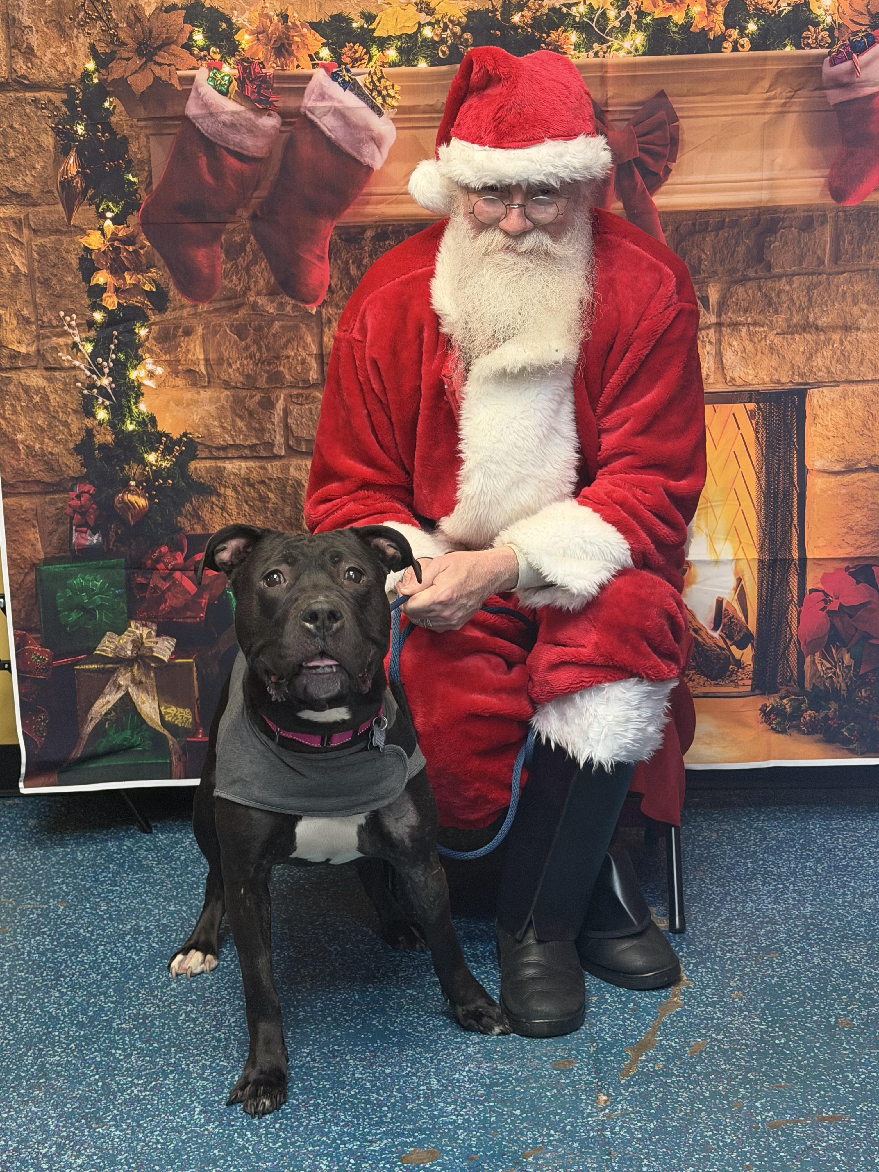 Enlarge Daisey, an adopted mixed breed in Westminster, MD image 2/5