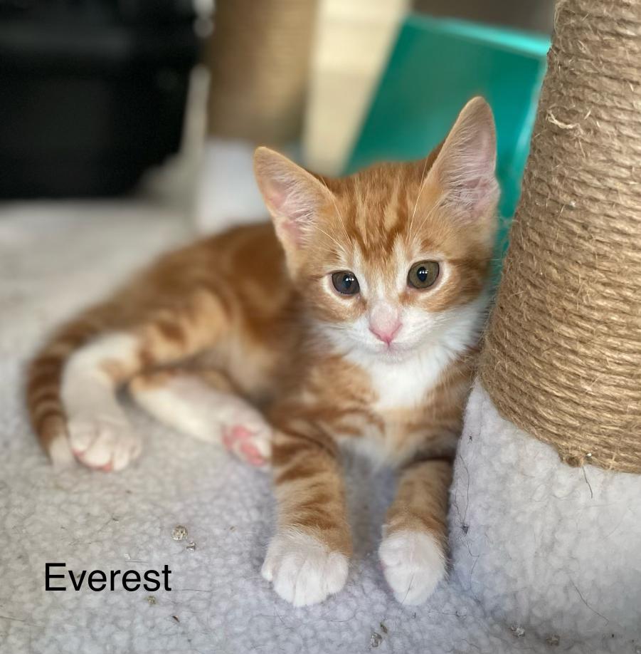 Everest, ADOPTABLE, Kitten Male Domestic Short Hair.
