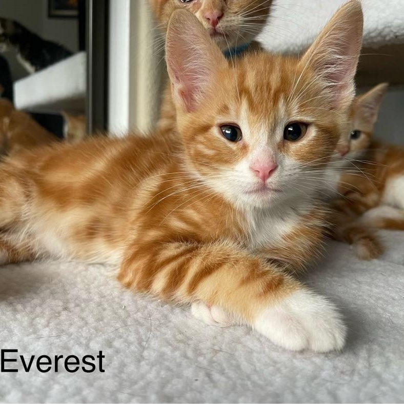Everest, a ADOPTABLE Domestic Short Hair in Riverside, CA image 2/2