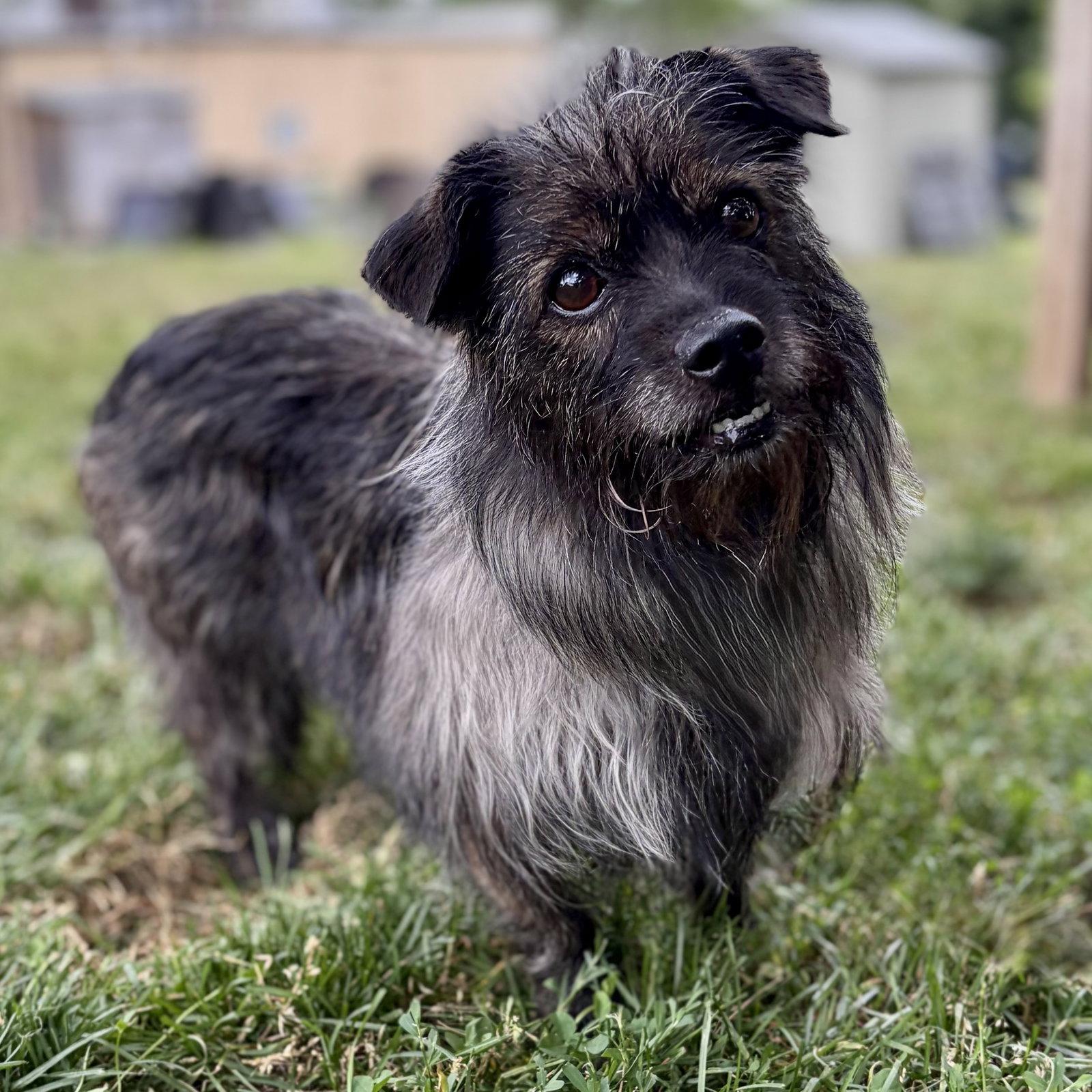 Enlarge Amanda, a Adoptable Cairn Terrier in Whitehall, PA image 1/3