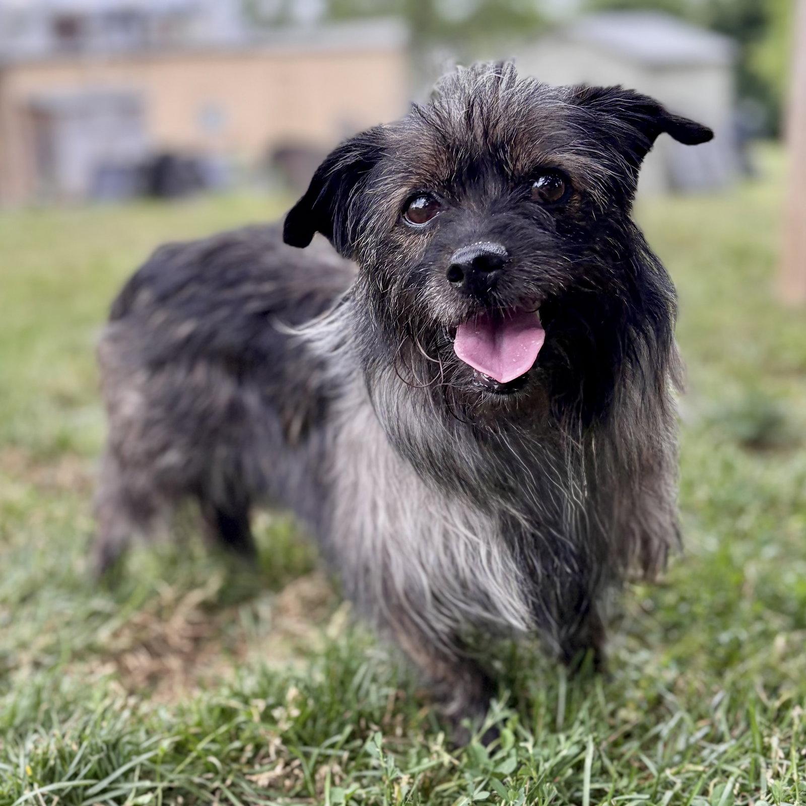 Enlarge Amanda, a Adoptable Cairn Terrier in Whitehall, PA image 2/3