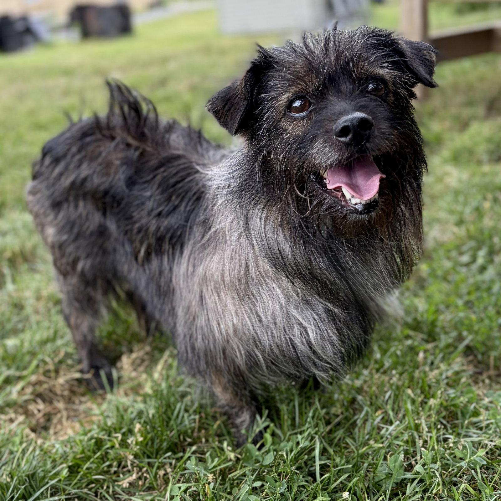 Enlarge Amanda, a Adoptable Cairn Terrier in Whitehall, PA image 3/3