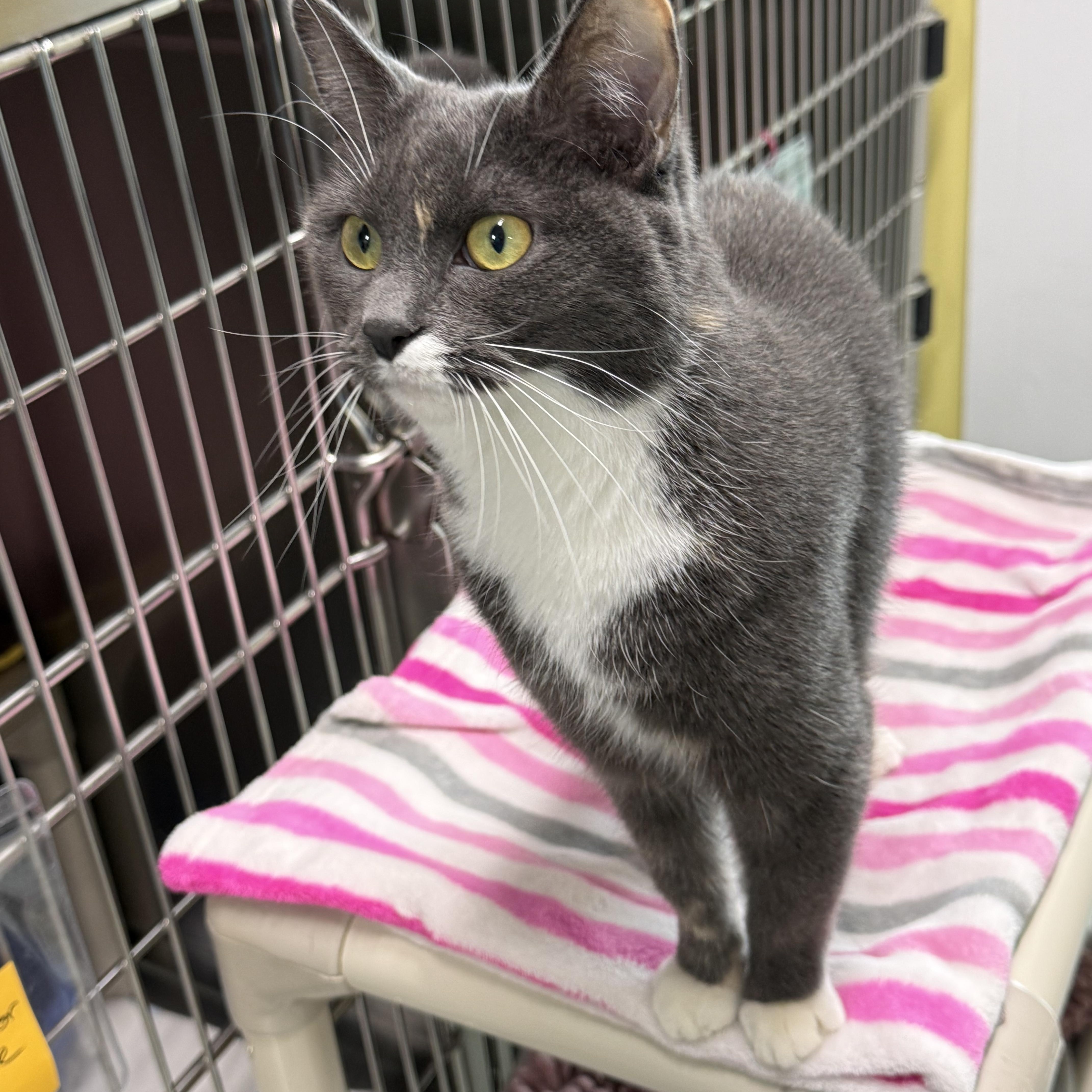 Enlarge LaVerne, a Adoptable Domestic Short Hair in Jamestown, ND image 1/1