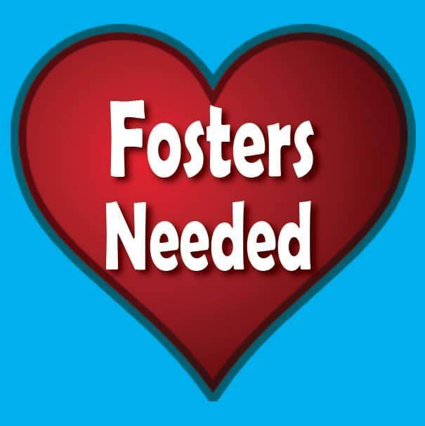 Become a Woof Love Temporary Foster Home!