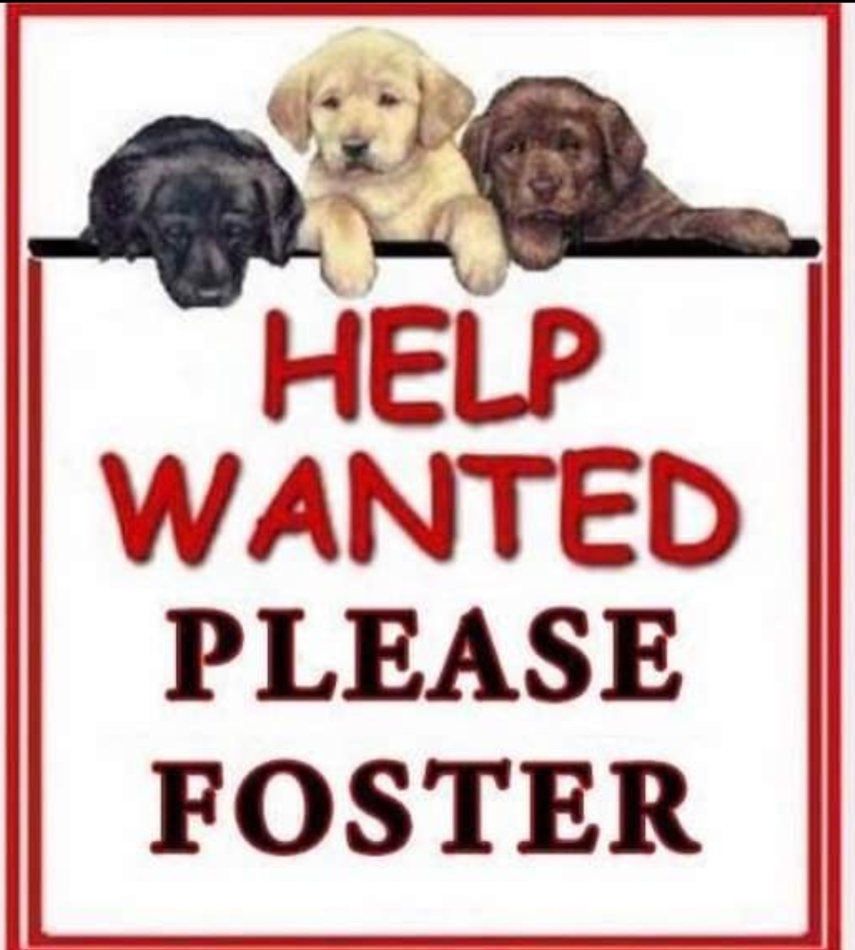 Become a Woof Love Temporary Foster Home! photo 2