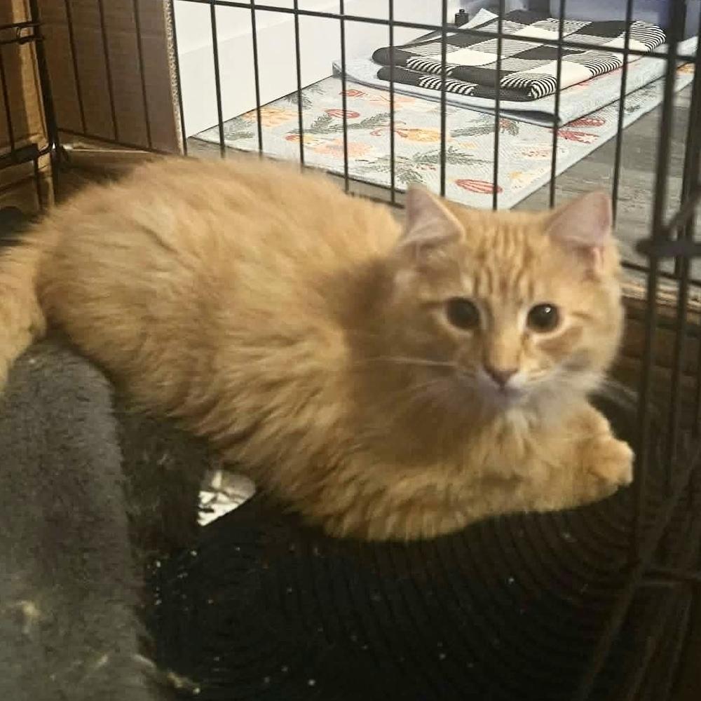 Lassie, a Adoptable Domestic Long Hair in Panama City Beach, FL image 2/2