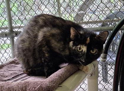Ethel, a Adoptable Domestic Short Hair in Batavia, OH image 1/3