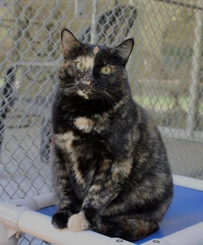 Ethel, a Adoptable Domestic Short Hair in Batavia, OH image 2/3