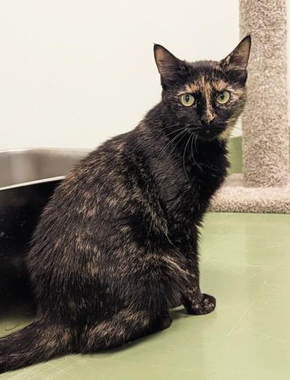 Ethel, a Adoptable Domestic Short Hair in Batavia, OH image 3/3