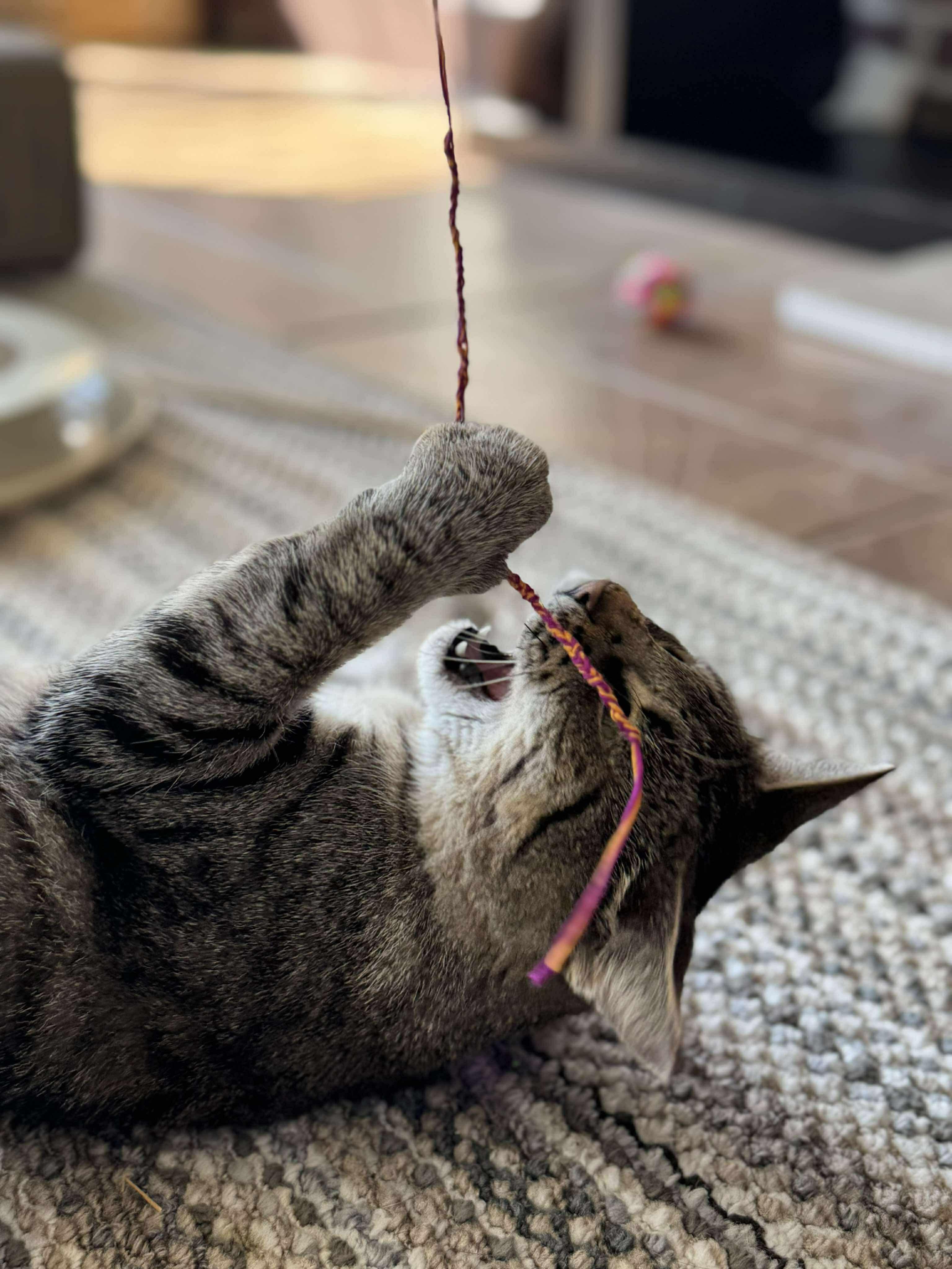 Peyton Place, a Adoptable Domestic Short Hair in Milwaukee, WI image 4/6