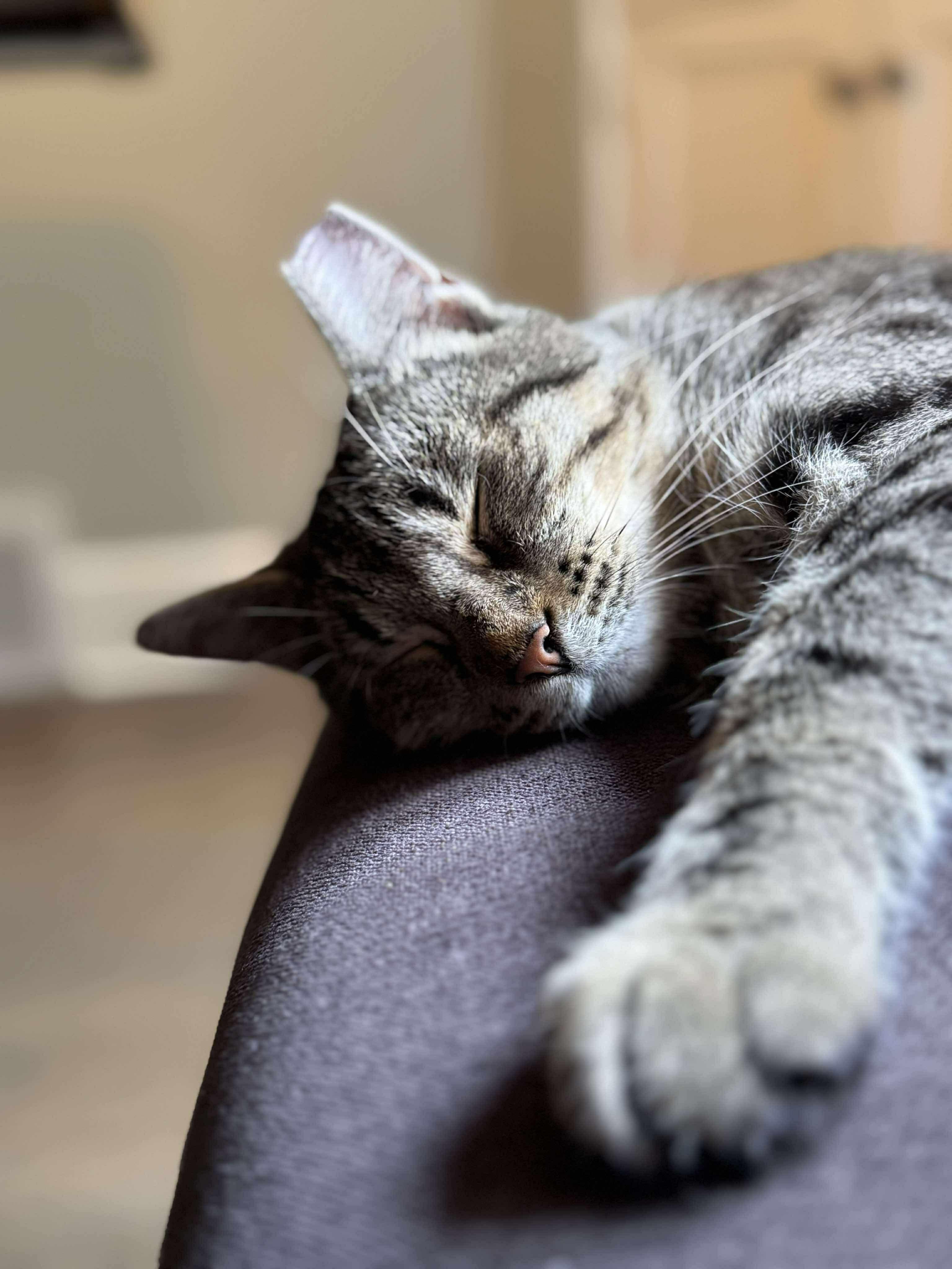 Peyton Place, Adoptable, Adult Female Domestic Short Hair.