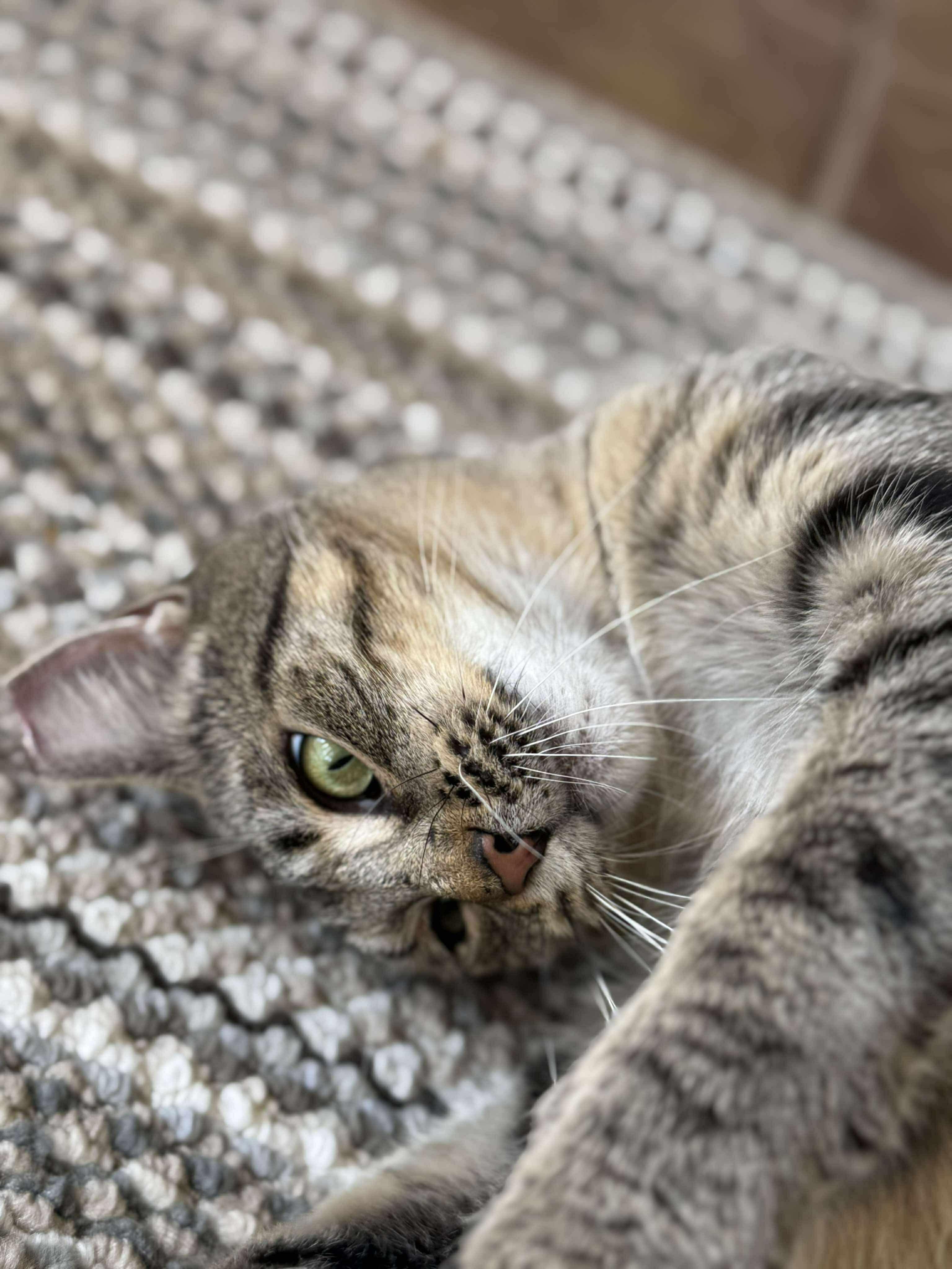 Peyton Place, a Adoptable Domestic Short Hair in Milwaukee, WI image 5/6