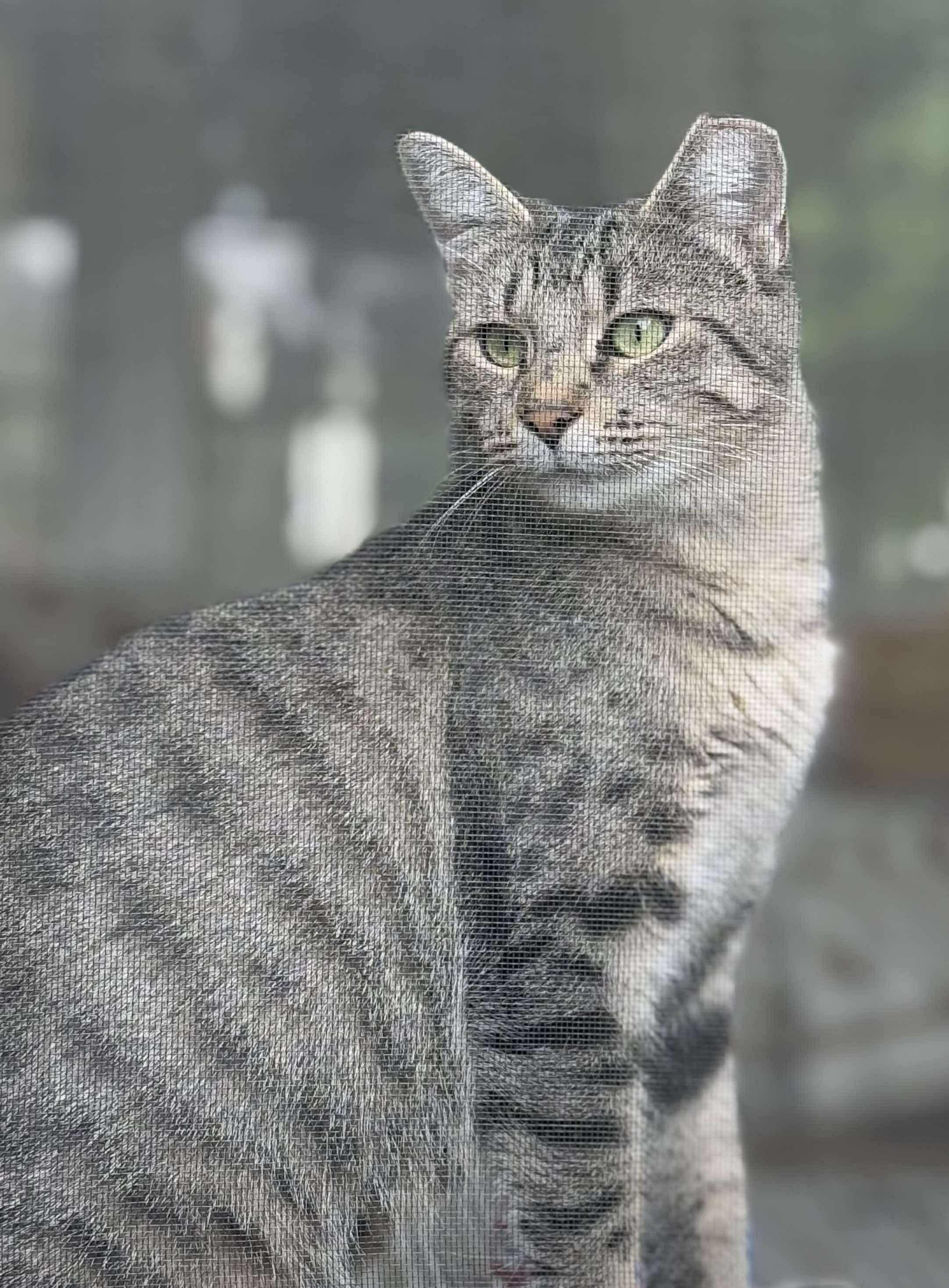 Peyton Place, a Adoptable Domestic Short Hair in Milwaukee, WI image 2/6