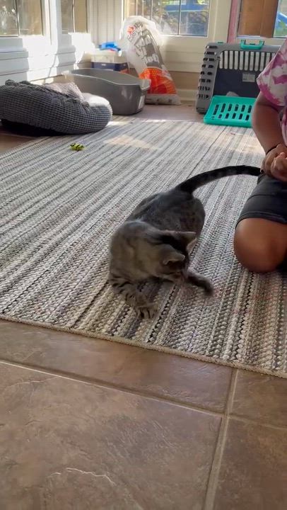 Enlarge Peyton Place, a Adoptable Domestic Short Hair in Milwaukee, WI video 6/6