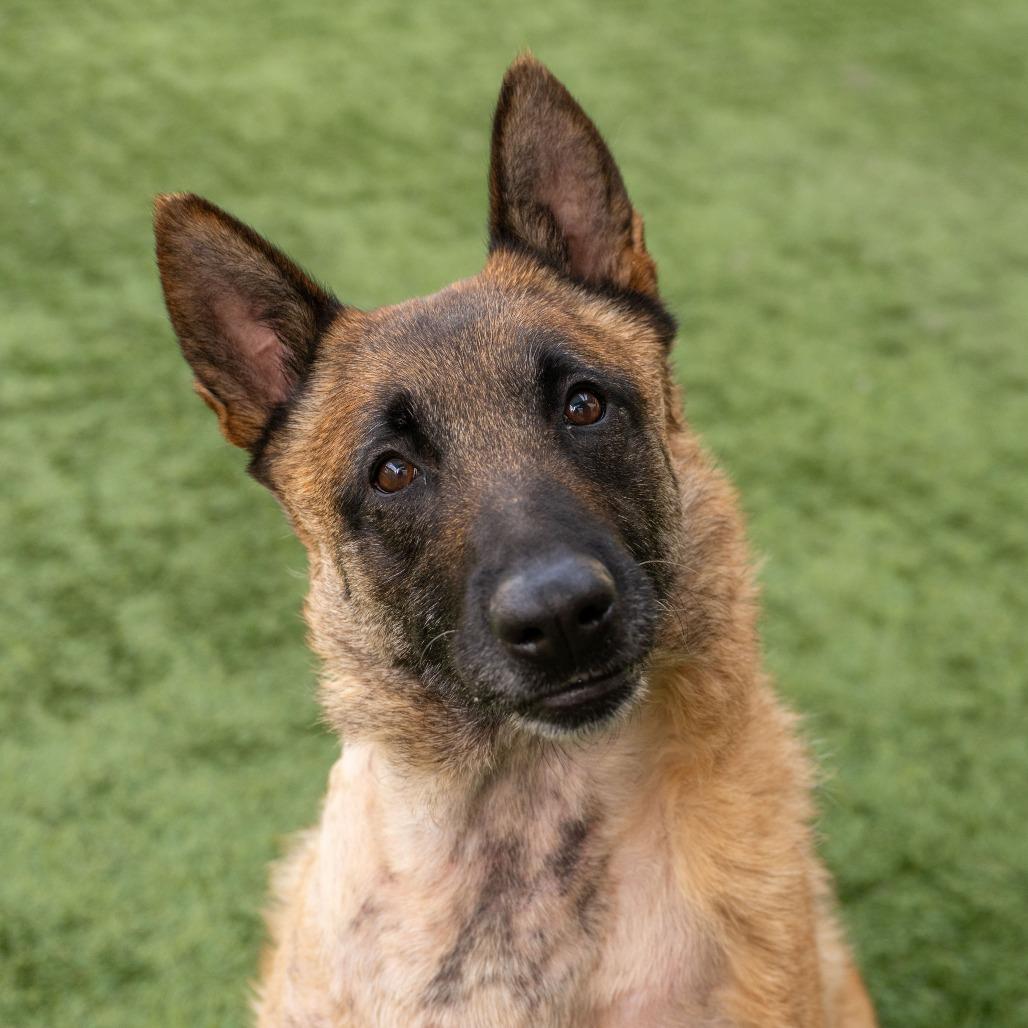 Zoey, Adoptable, Adult Female Belgian Shepherd / Malinois.