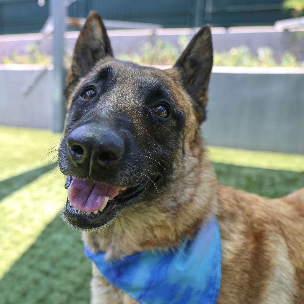 Zoey, a Adoptable Belgian Shepherd / Malinois in Pasadena, CA image 2/5