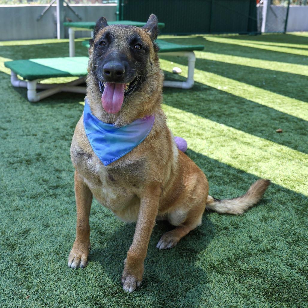 Zoey, a Adoptable Belgian Shepherd / Malinois in Pasadena, CA image 3/5