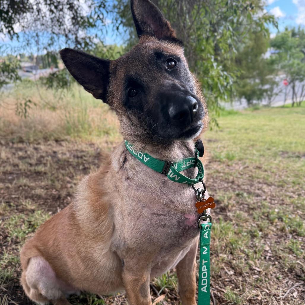 Zoey, a Adoptable Belgian Shepherd / Malinois in Pasadena, CA image 4/5