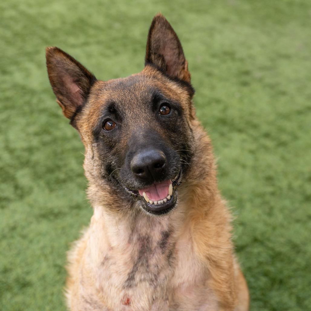 Zoey, a Adoptable Belgian Shepherd / Malinois in Pasadena, CA image 5/5