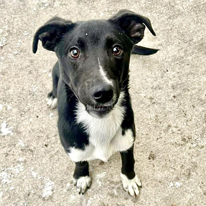 Ernest — thumbnail 4