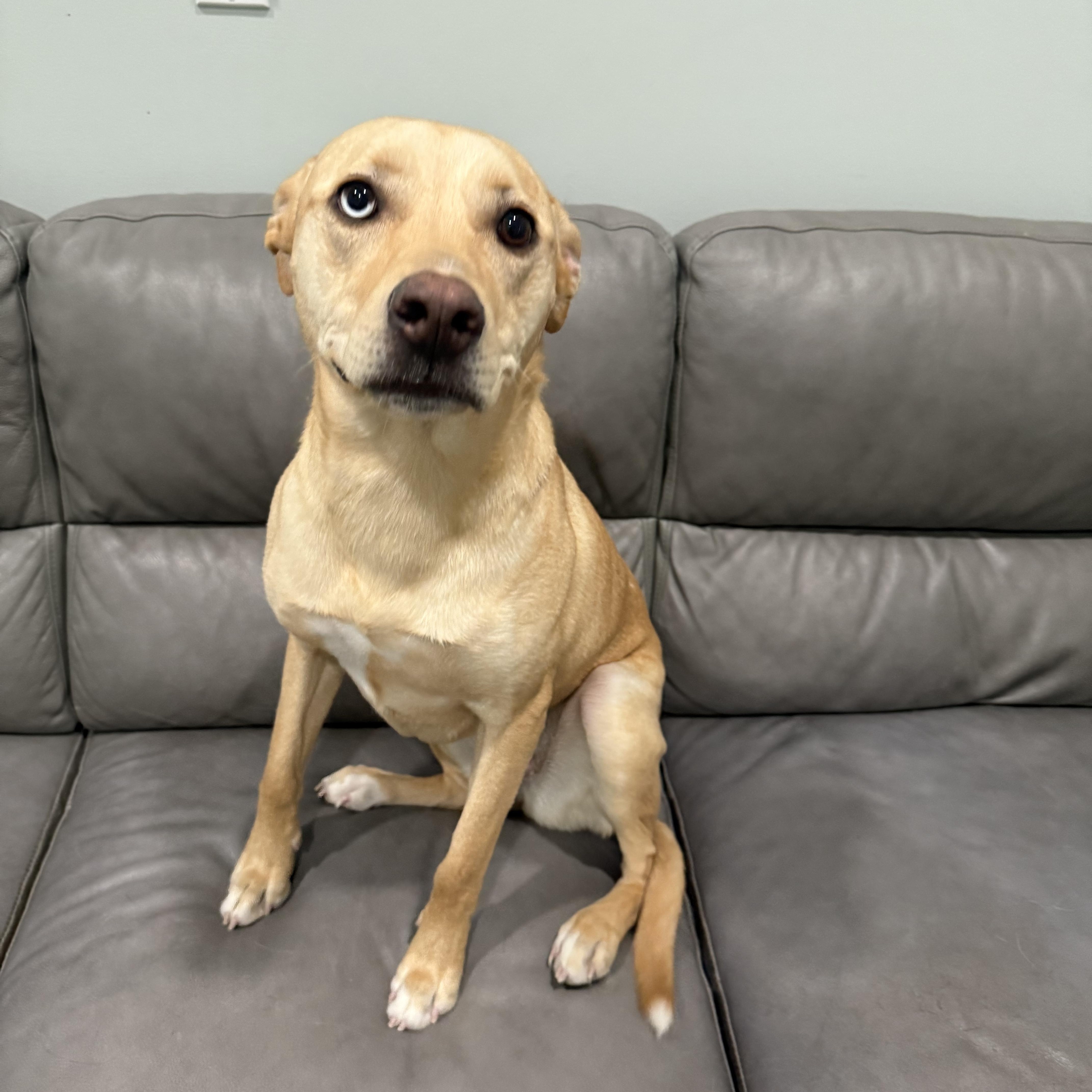 Enlarge Sky, an adopted Mixed Breed in Sault Sainte Marie, MI image 1/2