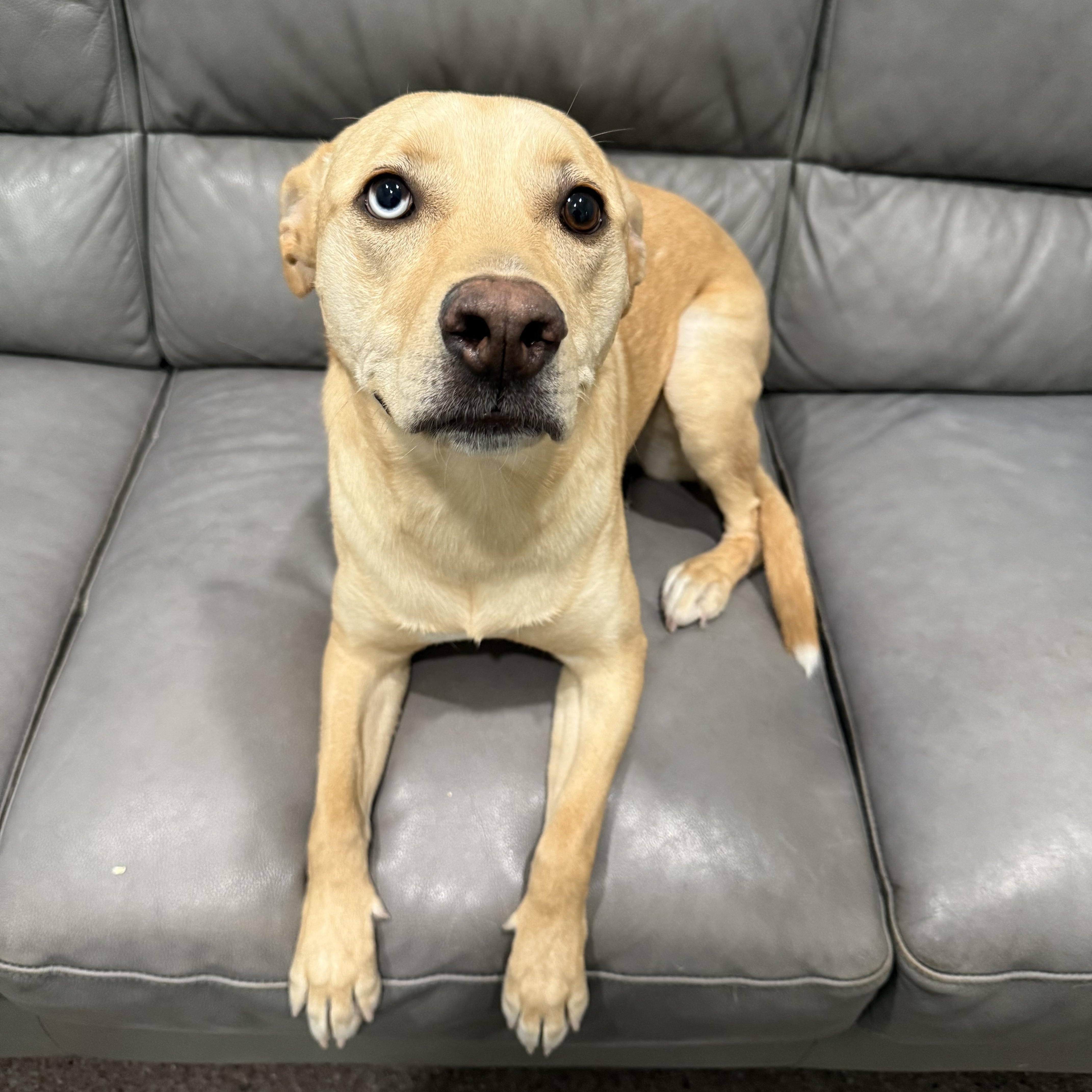 Enlarge Sky, an adopted Mixed Breed in Sault Sainte Marie, MI image 2/2