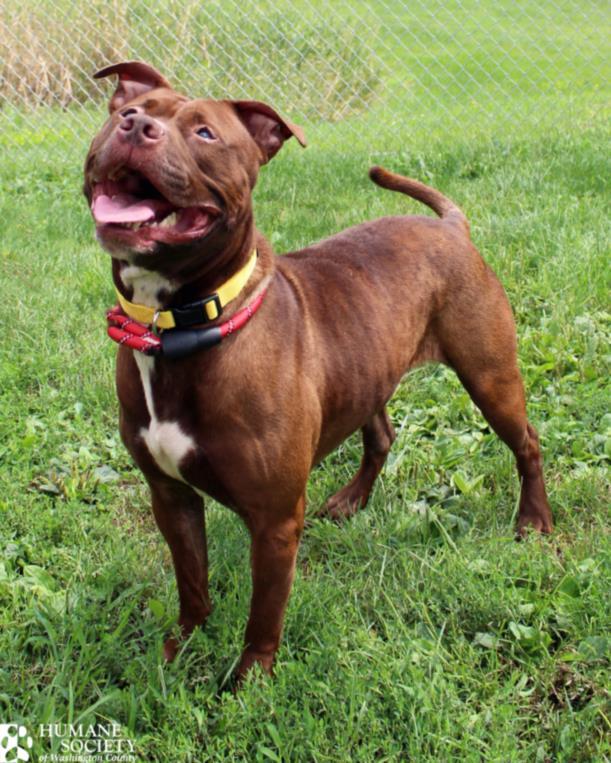 Enlarge CALI, a Adoptable Pit Bull Terrier in Hagerstown, MD image 1/1