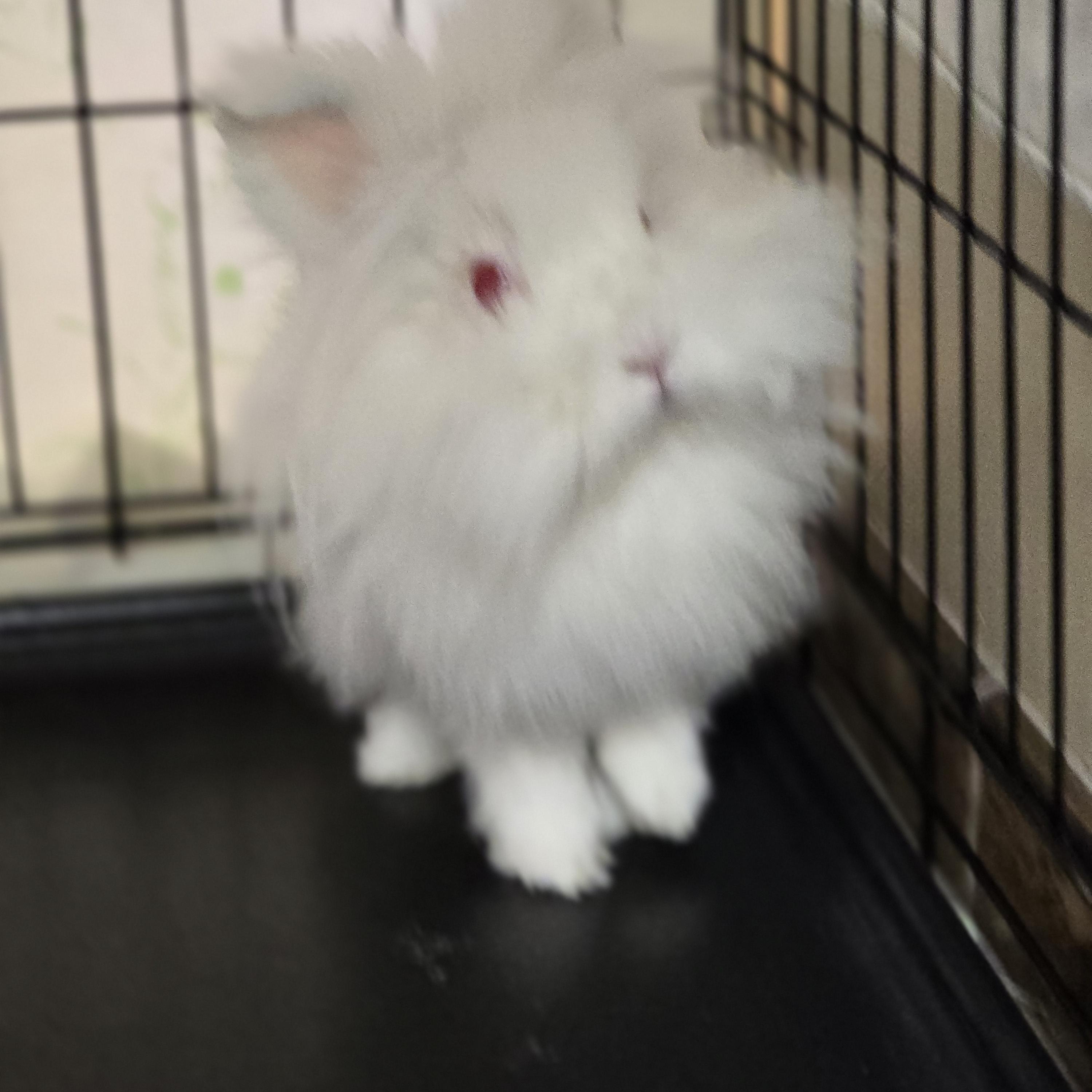Enlarge Blu, an adoptable Lionhead in Bristol, RI image 2/2