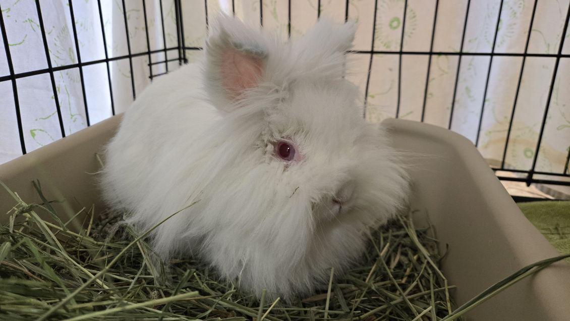 Enlarge Blu, an adoptable Lionhead in Bristol, RI image 1/2