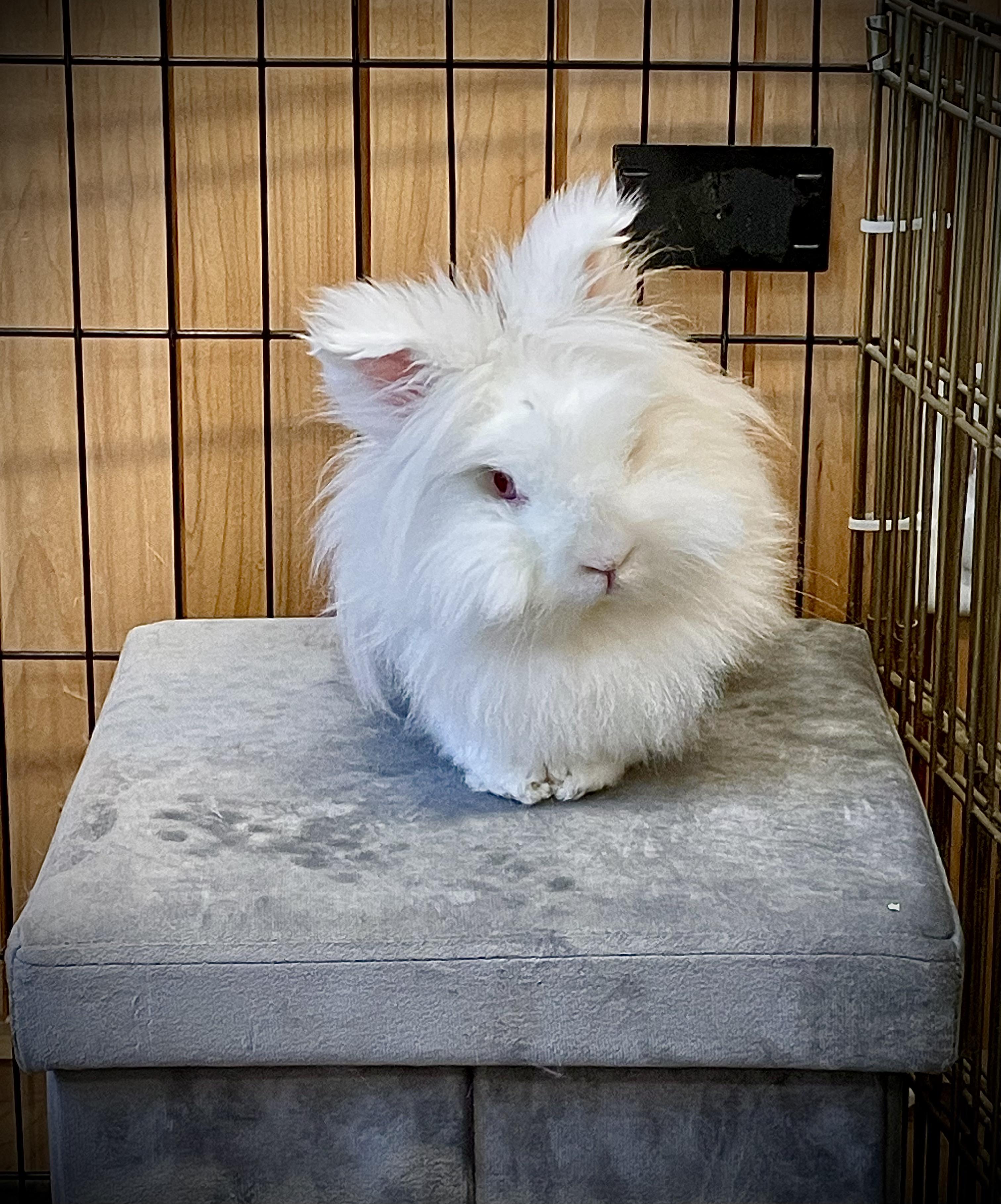 Enlarge Blu, a Adopted Lionhead in Bristol, RI image 3/3