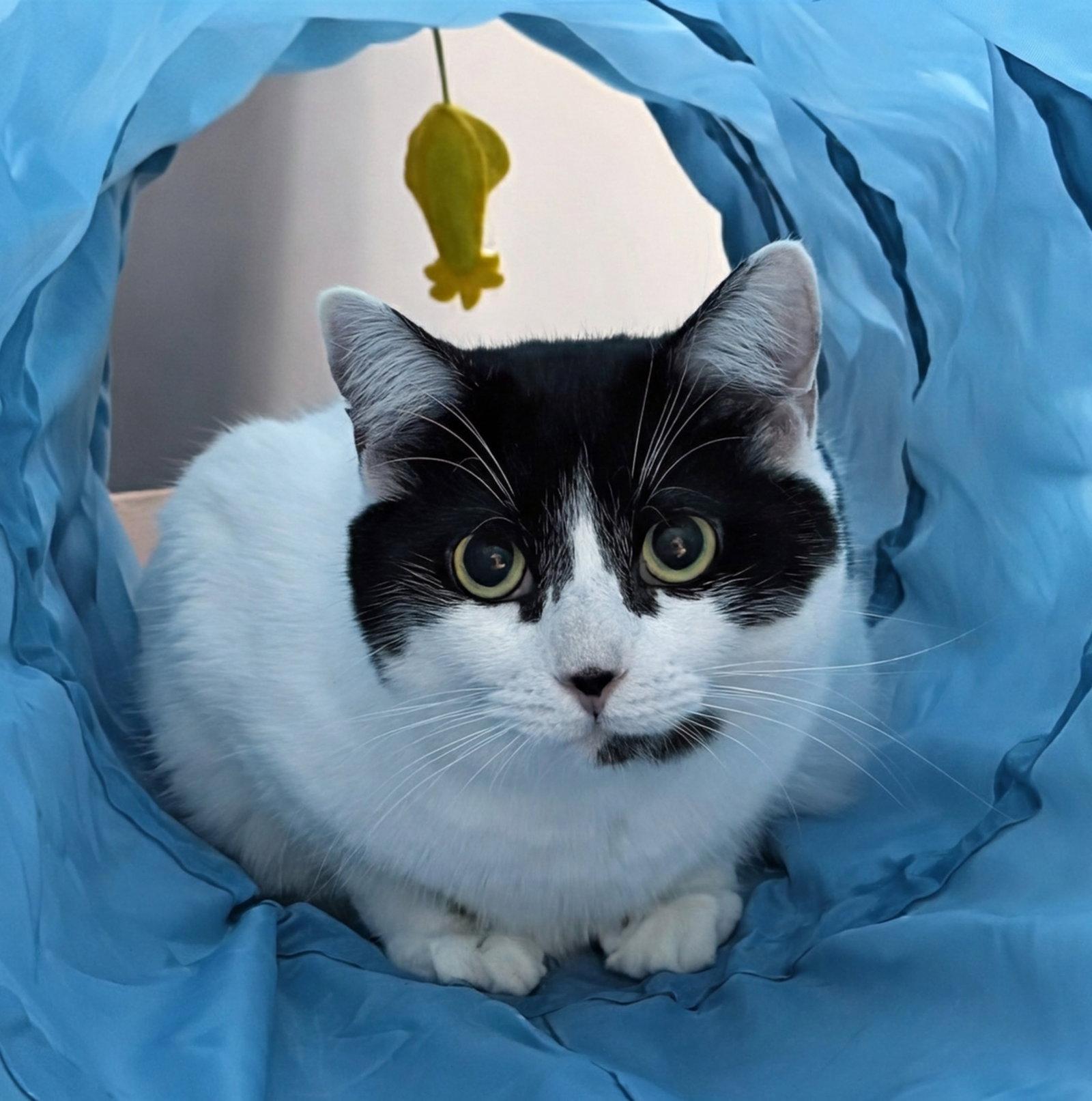 Enlarge Priscilla, a Adoptable Domestic Short Hair in Reston, VA image 3/3